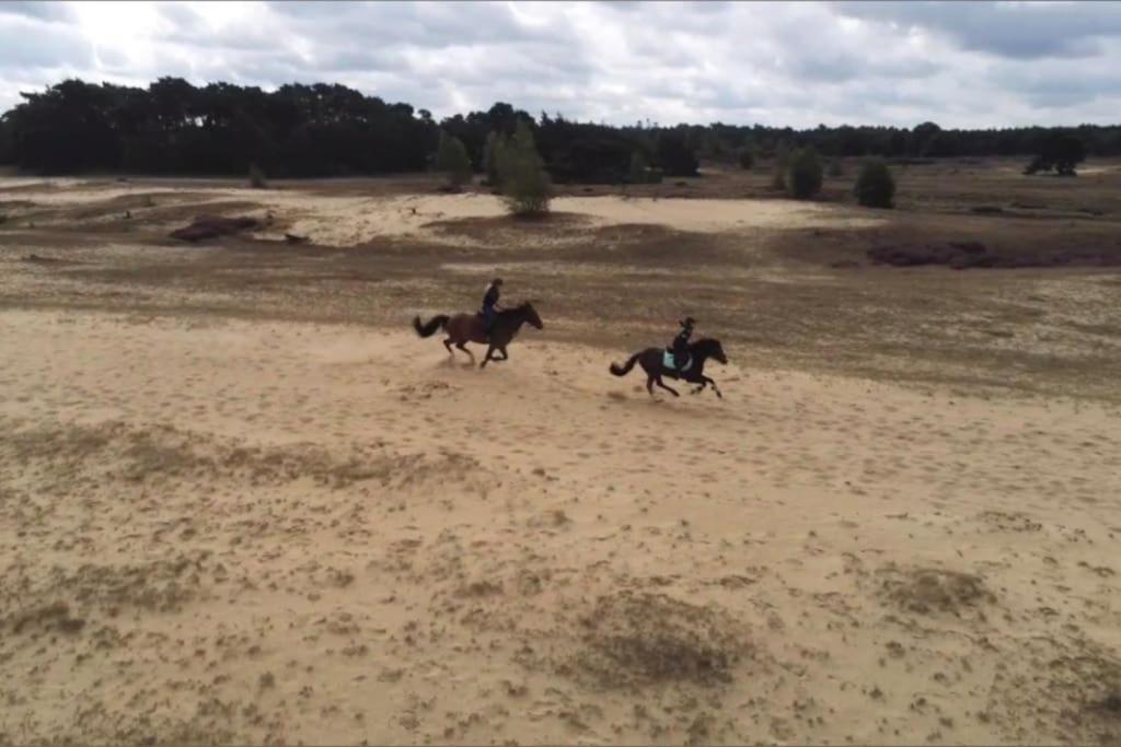 Veluwe Vakantiehuis - Bosuil Lodge Lunteren Eksteriør billede